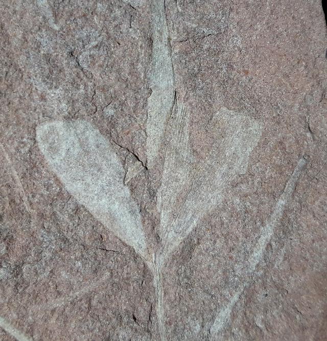 Ginkgoites cf. sibirica (HEER 1876) - Bild &copy; FossNet FossilienStore